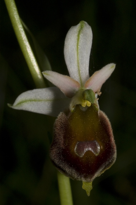 Presentazione.....con Ophrys crabronifera